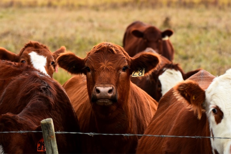fenced Cows