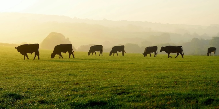cattle grazing