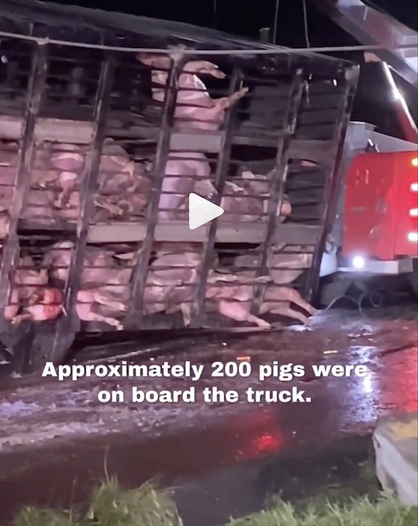 200 pigs truck crash
