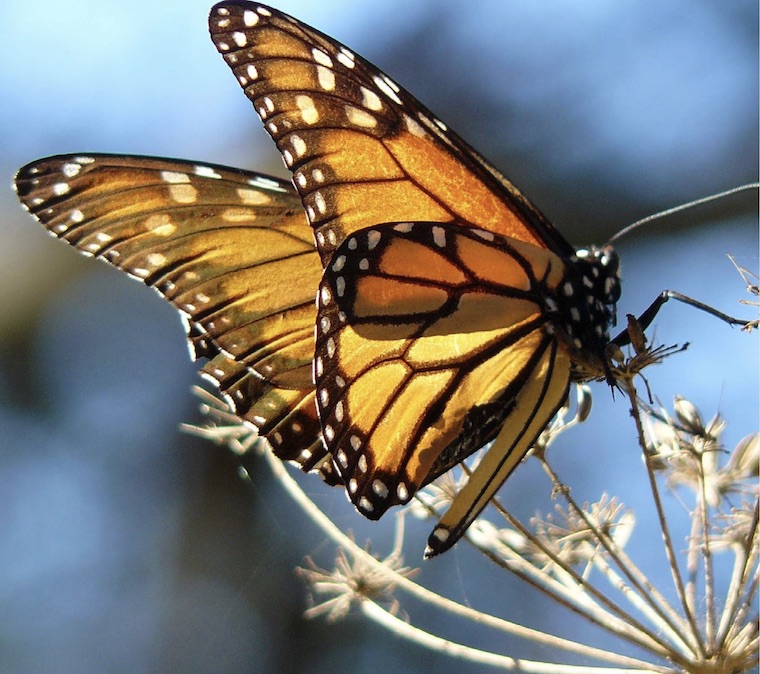 Monarch Butterfly