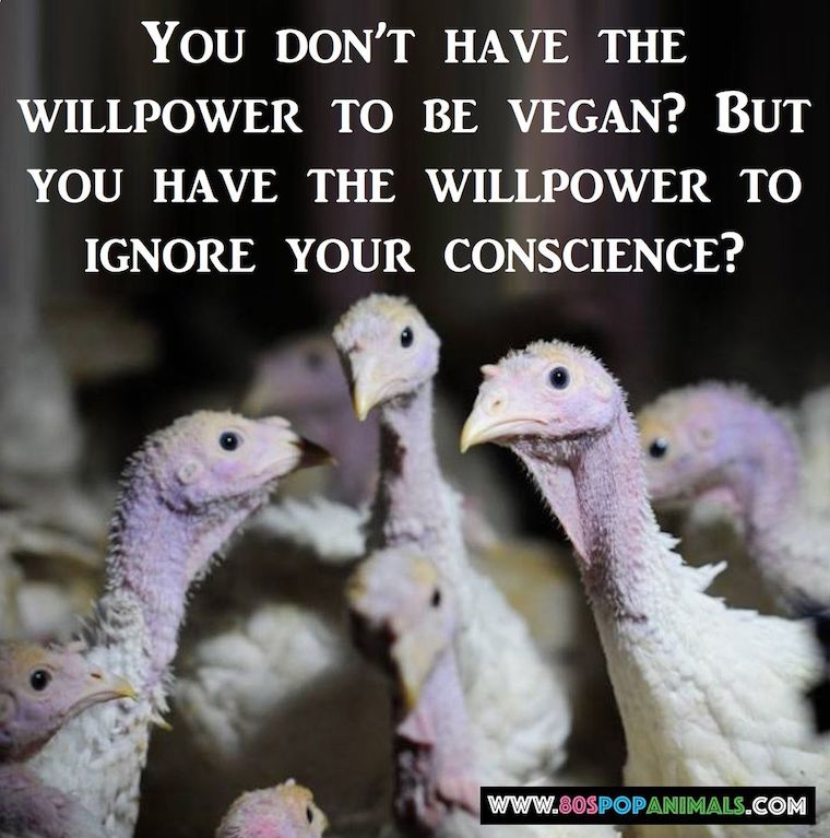 farmed  Turkeys