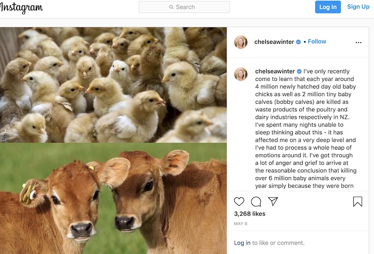 chicks and calves