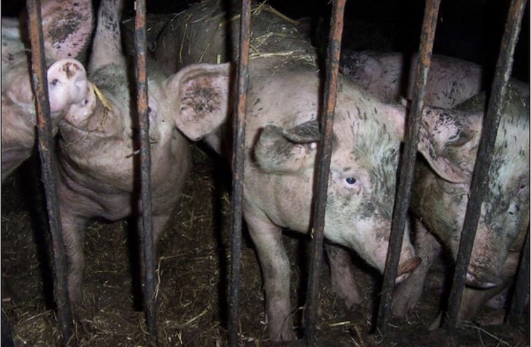 Pig slaughterhouse