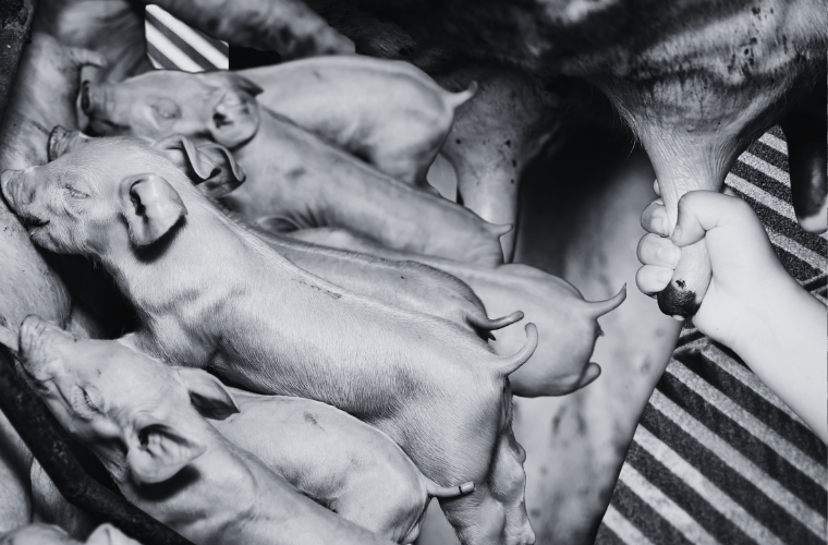image of piglets nursing and child's hand on cow's udder