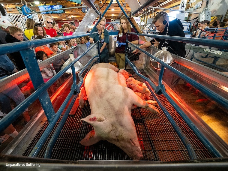 pig and piglets watched by crowd