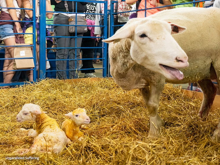 sheep and newborn lambs