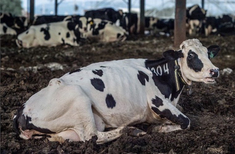 abused Cow
