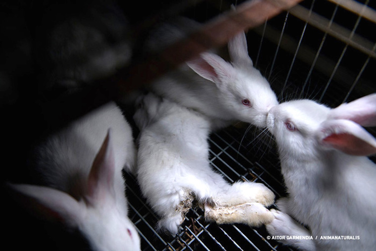 farmed Rabbits
