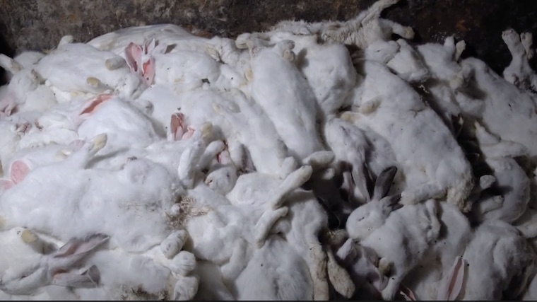 farmed Rabbits