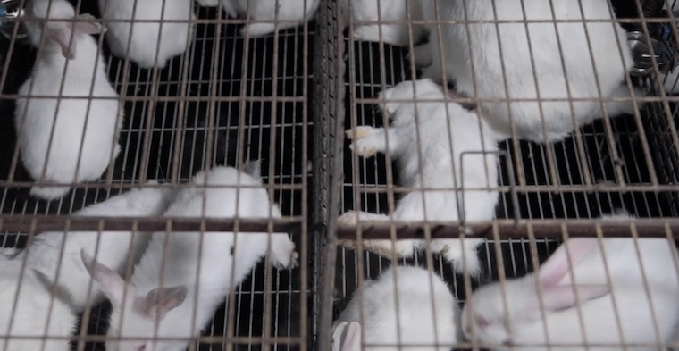 farmed Rabbits