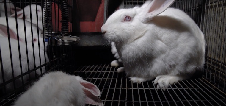 farmed Rabbits