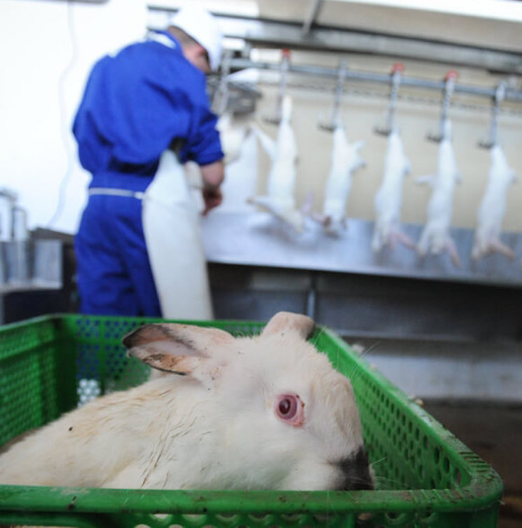 rabbit slaughterhouse