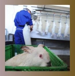 rabbit slaughterhouse