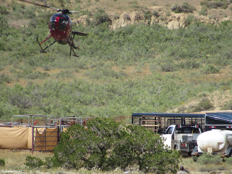 brutal wild horse roundup
