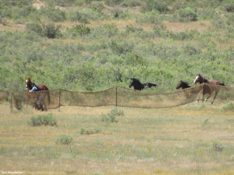 brutal wild horse roundup
