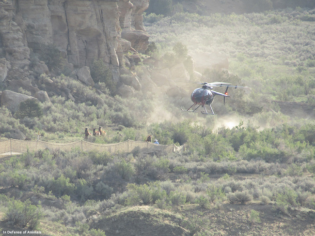 brutal wild horse roundup