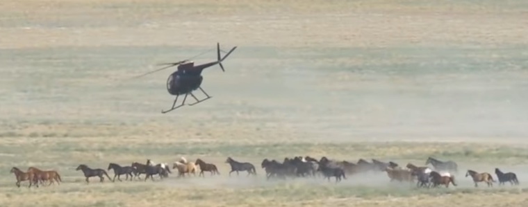 brutal wild horse roundup