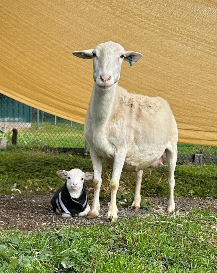 Sheep Selene Felicia