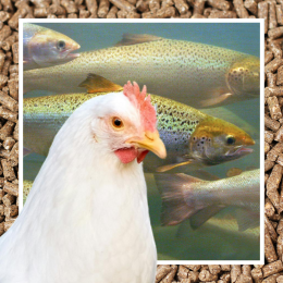 chicken, fishes, and feed pellets