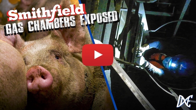 slaughterhouse gas chamber