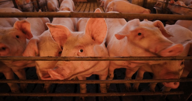 farmed Pigs
