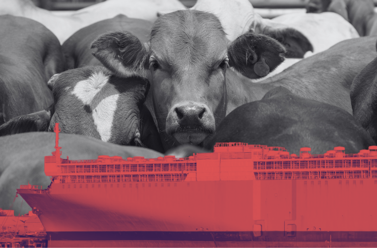 cows and livestock ship