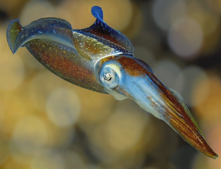 multi-colored Squid