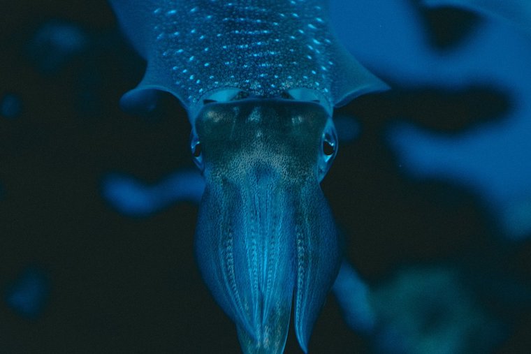 blue Squid