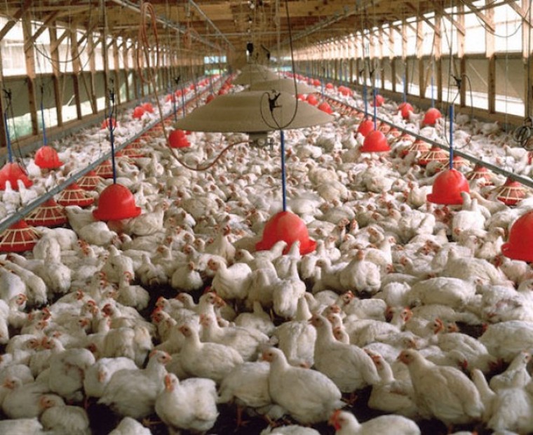 'free range' Chicken farm