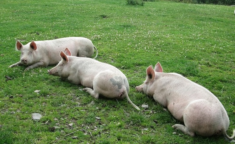 3 happy Pigs