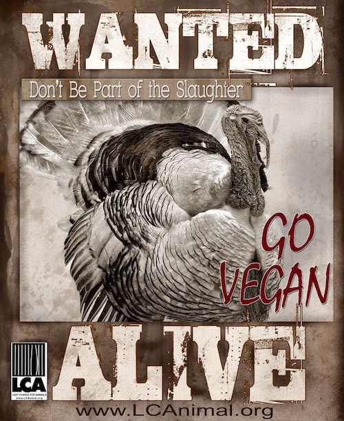 Turkeys wanted alive