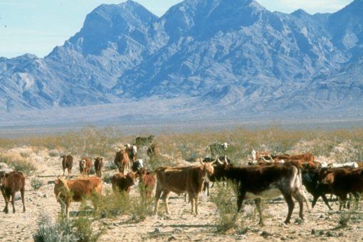 Cattle grazing