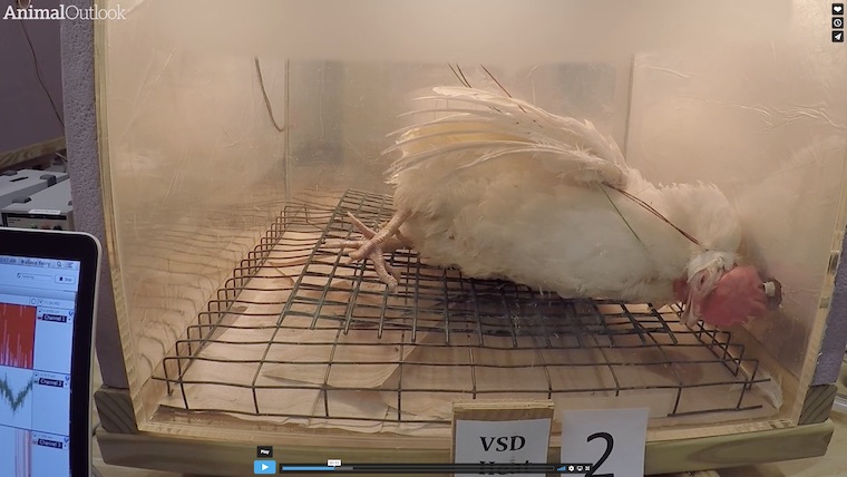 dead Hen VSD