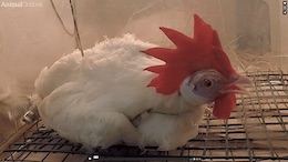 suffocating Hen
