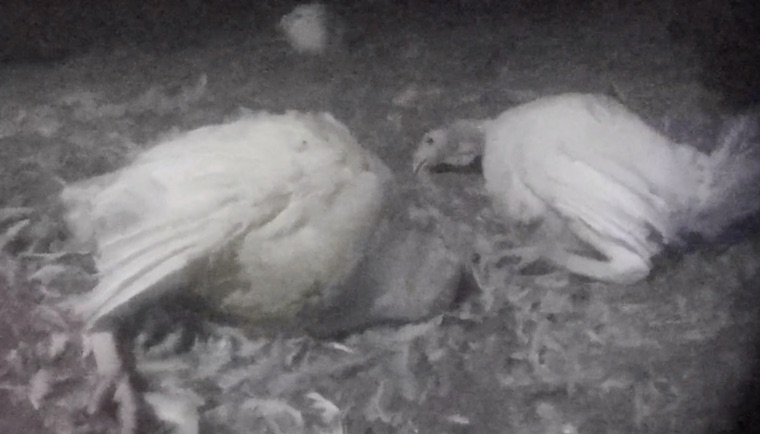 dying Turkeys