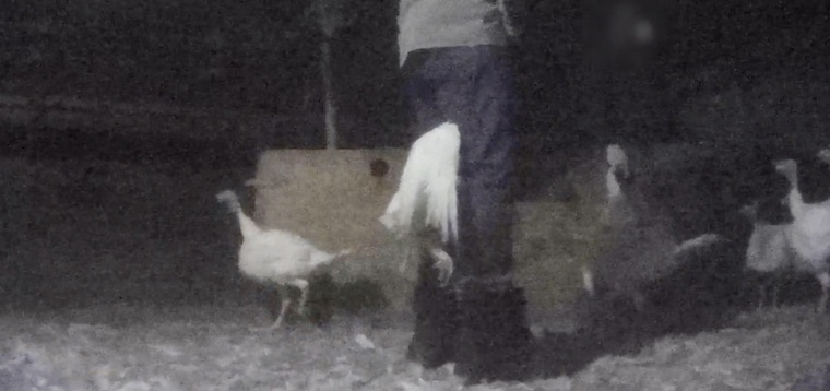Turkey masturbation