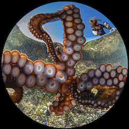 octopus