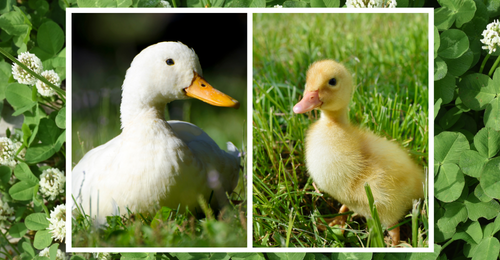 duck and duckling