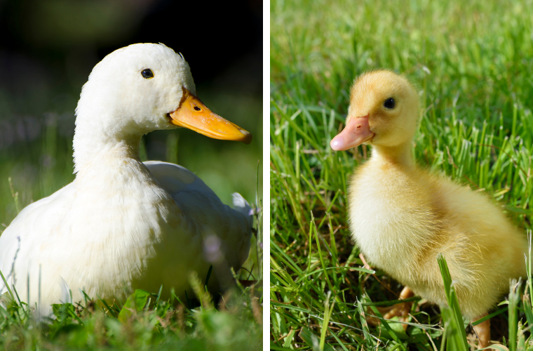 duck and ducklings