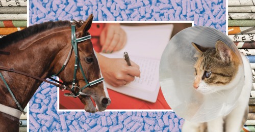 images representing content in this week's newsletter