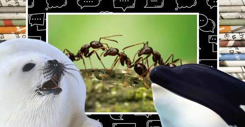 images representing content in this week's newsletter