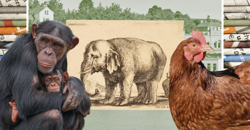 images representing content in this week's newsletter