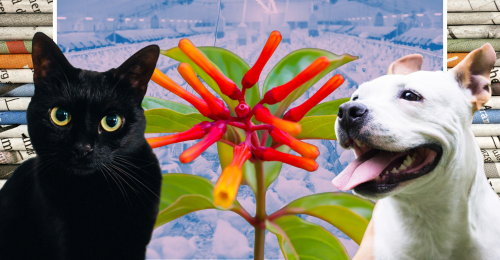 images representing content in this week's newsletter