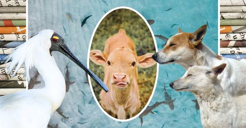 images representing content in this week's newsletter
