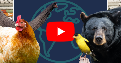 images representing content in this week's newsletter