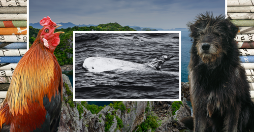 images representing content in this week's newsletter