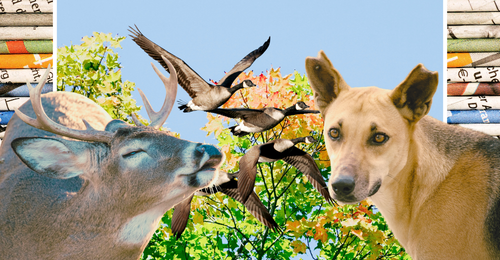 images representing content in this week's newsletter