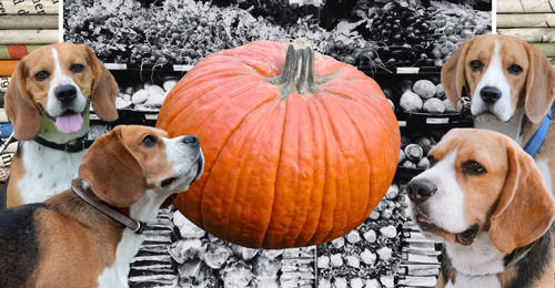 images representing content in this week's newsletter