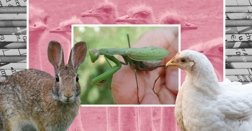 images representing content in this week's newsletter
