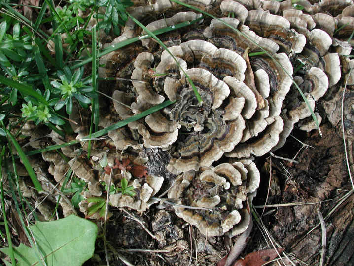 fau-coriolusversicolor-04